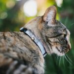 Buckle-Down Disney Cat Collar, Breakaway Collar with Bell, Frozen Elsa Snowflake Pose with Trees and Script Blues, 8.5 to 12 Inches 0.5 Inch Wide