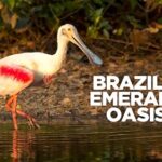 Brazil’s Emerald Oasis